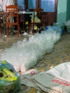 Tăng cường lực lượng truy bắt hai đối tượng vận chuyển gần 250 kg chất tinh thể rắn nghi là ma túy.